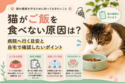 猫がご飯を食べない原因は？病院へ行く目安と自宅で確認したいポイント