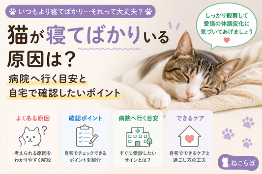猫が寝てばかりいる原因は？病院へ行く目安と自宅で確認したいポイント