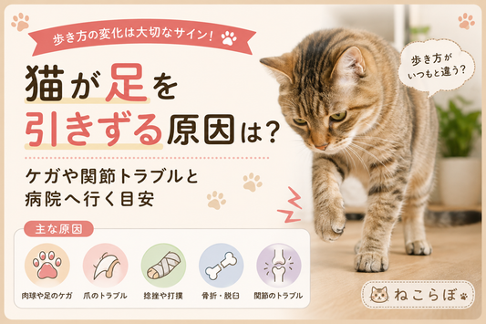 猫が足を引きずる原因は？ケガや関節トラブルと病院へ行く目安